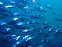 青魚の魚群